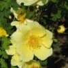 Rosa Canary Bird - Old Shrub Rose -Eco Nest Store Rosa Canary Bird 2
