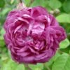 Rosa Cardinal De Richelieu - Gallica Shrub Rose