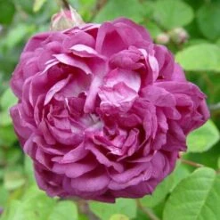 Rosa Cardinal De Richelieu - Gallica Shrub Rose
