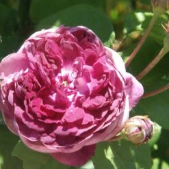 Rosa Cardinal De Richelieu - Gallica Shrub Rose -Eco Nest Store Rosa Cardinal de Richelieu 3