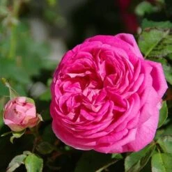 Rosa Cardinal De Richelieu - Gallica Shrub Rose -Eco Nest Store Rosa Cardinal de Richelieu 4