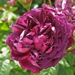 Rosa Cardinal De Richelieu - Gallica Shrub Rose -Eco Nest Store Rosa Cardinal de Richelieu 5