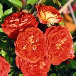 Rosa Carmen - Rugosa Rose -Eco Nest Store Rosa Carmen 3