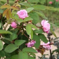 Rosa Centifolia - Old Shrub Rose -Eco Nest Store Rosa Centifolia 2