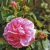 Rosa Chapeau De Napoleon - Old Moss Shrub Rose -Eco Nest Store Rosa Chapeau De Napoleon 1