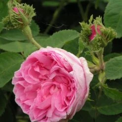 Rosa Chapeau De Napoleon - Old Moss Shrub Rose -Eco Nest Store Rosa Chapeau de Napoleon 3