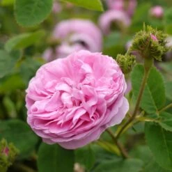 Rosa Chapeau De Napoleon - Old Moss Shrub Rose -Eco Nest Store Rosa Chapeau de Napoleon 4