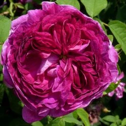 Rosa Charles De Mills - Old Gallica Shrub Rose -Eco Nest Store Rosa Charles de Mills 03