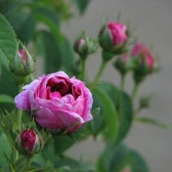 Rosa Charles De Mills - Old Gallica Shrub Rose -Eco Nest Store Rosa Charles de Mills 06