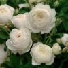Rosa Claire Austin - David Austin Climbing Rose -Eco Nest Store Rosa Claire Austin 04