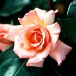 Rosa Compassion - Climbing Rose -Eco Nest Store Rosa Compassion 1