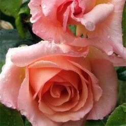 Rosa Compassion - Climbing Rose -Eco Nest Store Rosa Compassion 3