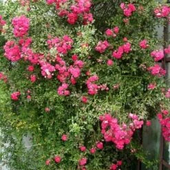 Rosa Dorothy Perkins - Rambling Rose -Eco Nest Store Rosa Dorothy Perkins 4