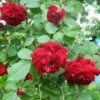 Rosa Ena Harkness - Climbing Rose 2 Rosa Ena Harkness - Climbing Rose -Eco Nest Store Rosa Ena Harkness 2