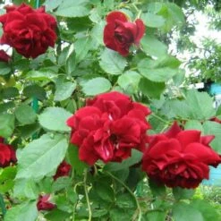 Rosa Ena Harkness - Climbing Rose
