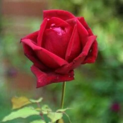 Rosa Ena Harkness - Climbing Rose -Eco Nest Store Rosa Ena Harkness 3