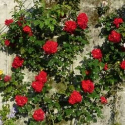 Rosa Ena Harkness - Climbing Rose -Eco Nest Store Rosa Ena Harkness 4