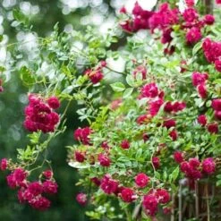 Rosa Excelsa - Rambling Rose -Eco Nest Store Rosa Excelsa 3