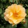 Rosa Flower Carpet Amber -Eco Nest Store Rosa Flower Carpet Amber 1
