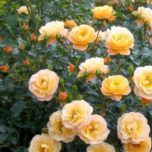 Rosa Flower Carpet Amber 4 Rosa Flower Carpet Amber - Image 2