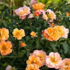 Rosa Flower Carpet Amber 11 Rosa Flower Carpet Amber -Eco Nest Store Rosa Flower Carpet Amber X