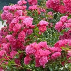 Rosa Flower Carpet Pink -Eco Nest Store Rosa Flower Carpet Pink 1
