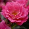 Rosa Flower Carpet Pink -Eco Nest Store Rosa Flower Carpet Pink 1 X
