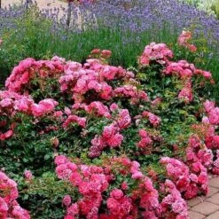Rosa Flower Carpet Pink -Eco Nest Store Rosa Flower Carpet Pink 3 Xx