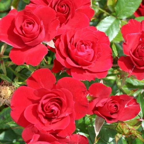 Rosa Flower Carpet Ruby 4 Rosa Flower Carpet Ruby - Image 2