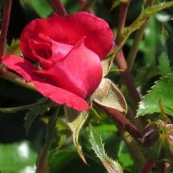 Rosa Flower Carpet Ruby 11 Rosa Flower Carpet Ruby -Eco Nest Store Rosa Flower Carpet Ruby 2