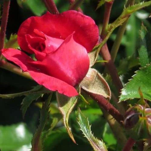 Rosa Flower Carpet Ruby 6 Rosa Flower Carpet Ruby - Image 4