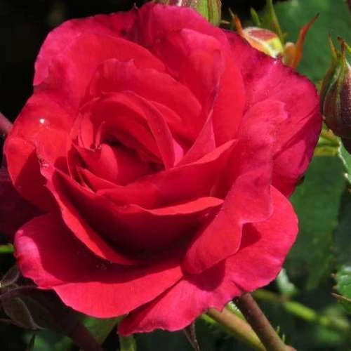 Rosa Flower Carpet Ruby 3 Rosa Flower Carpet Ruby