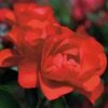 Rosa Flower Carpet Scarlet -Eco Nest Store Rosa Flower Carpet Scarlet 2 Xx