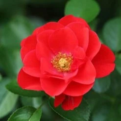 Rosa Flower Carpet Scarlet -Eco Nest Store Rosa Flower Carpet Scarlet 3
