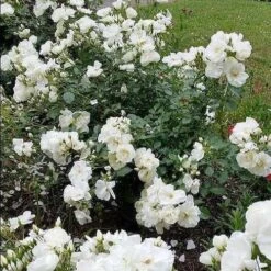 Rosa Flower Carpet White -Eco Nest Store Rosa Flower Carpet White 2 X