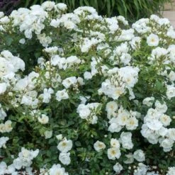 Rosa Flower Carpet White -Eco Nest Store Rosa Flower Carpet White 3