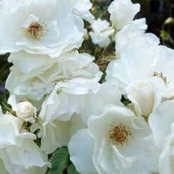 Rosa Flower Carpet White -Eco Nest Store Rosa Flower Carpet White 3 X