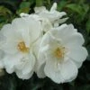 Rosa Flower Carpet White 2 Rosa Flower Carpet White -Eco Nest Store Rosa Flower Carpet White Std 2