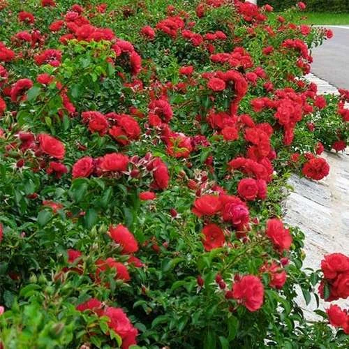 Rosa Flower Carpet Ruby 8 Rosa Flower Carpet Ruby - Image 6