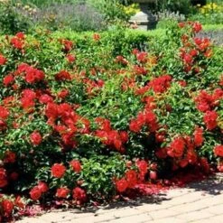 Rosa Flower Carpet Scarlet -Eco Nest Store Rosa Flower carpet Scarlet 4 xx