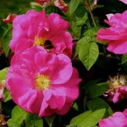 Rosa Gallica Officinalis - Old Shrub Rose -Eco Nest Store Rosa Gallica Officianalis 3