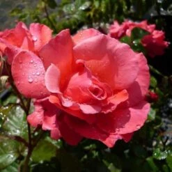 Rosa Galway Bay - Climbing Rose -Eco Nest Store Rosa Galway Bay 01