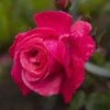 Rosa Galway Bay - Climbing Rose