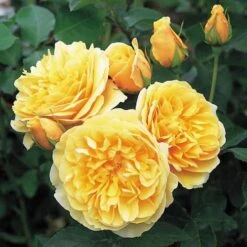 Rosa Ausmas (Graham Thomas) - David Austin Shrub Rose -Eco Nest Store Rosa Graham Thomas 6