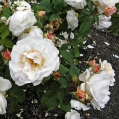 Rosa Gruss An Achen - Old Shrub Rose -Eco Nest Store Rosa Gruss an Aachen 5