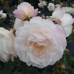 Rosa Gruss An Achen - Old Shrub Rose -Eco Nest Store Rosa Gruss an Aachen 8