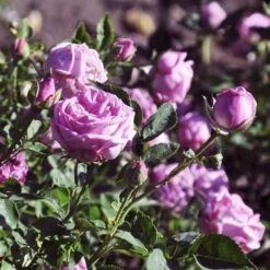 Rosa Hermosa - Old Shrub Rose -Eco Nest Store Rosa Hermosa 03