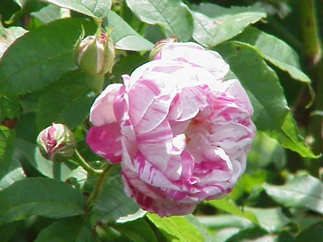 Rosa Honorine De Brabant - Old Shrub Rose 5 Rosa Honorine De Brabant - Old Shrub Rose - Image 3