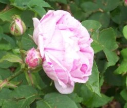 Rosa Honorine De Brabant - Old Shrub Rose 9 Rosa Honorine De Brabant - Old Shrub Rose -Eco Nest Store Rosa Honorine de Brabant 2