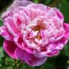 Rosa Honorine De Brabant - Old Shrub Rose -Eco Nest Store Rosa Honorine de Brabrant X